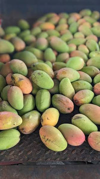 Mango 'Rupee' (PICK UP ONLY) - Ladybird Nursery