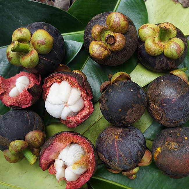 Mangosteen Purple (small size)