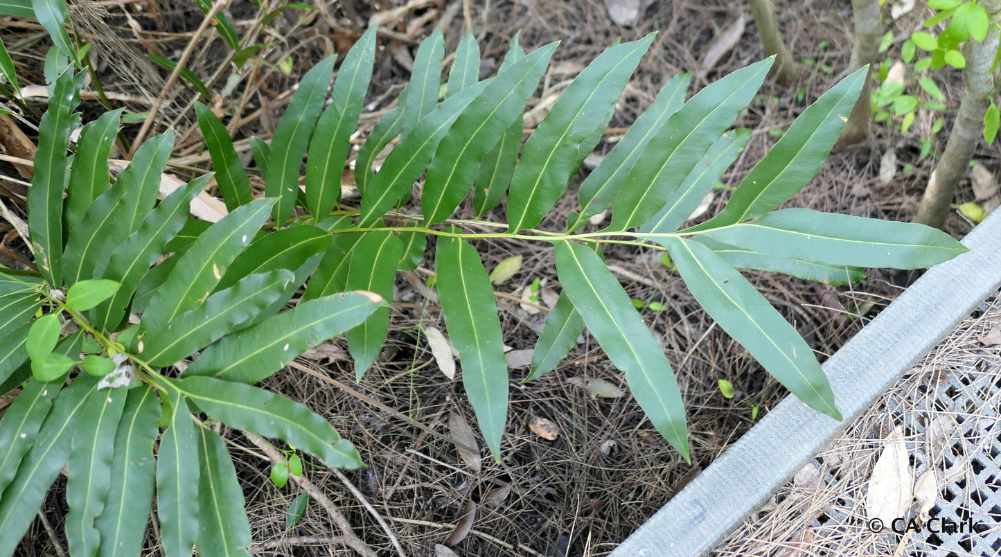 Mangrove Fern (Acrostichum speciosum)