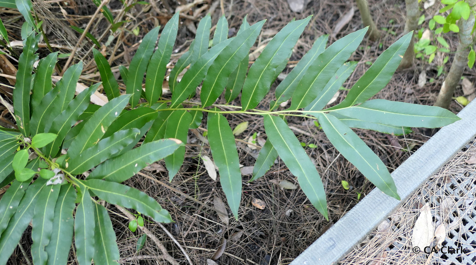 Mangrove Fern (Acrostichum speciosum) - Ladybird Nursery