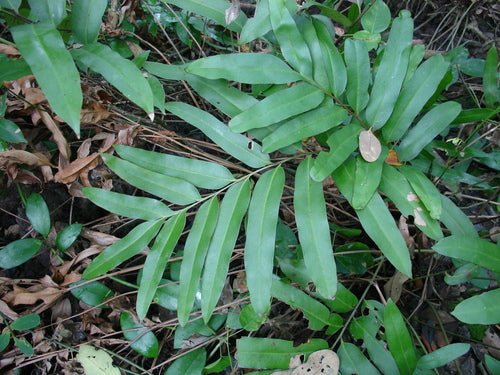 Mangrove Fern (Acrostichum speciosum) - Ladybird Nursery