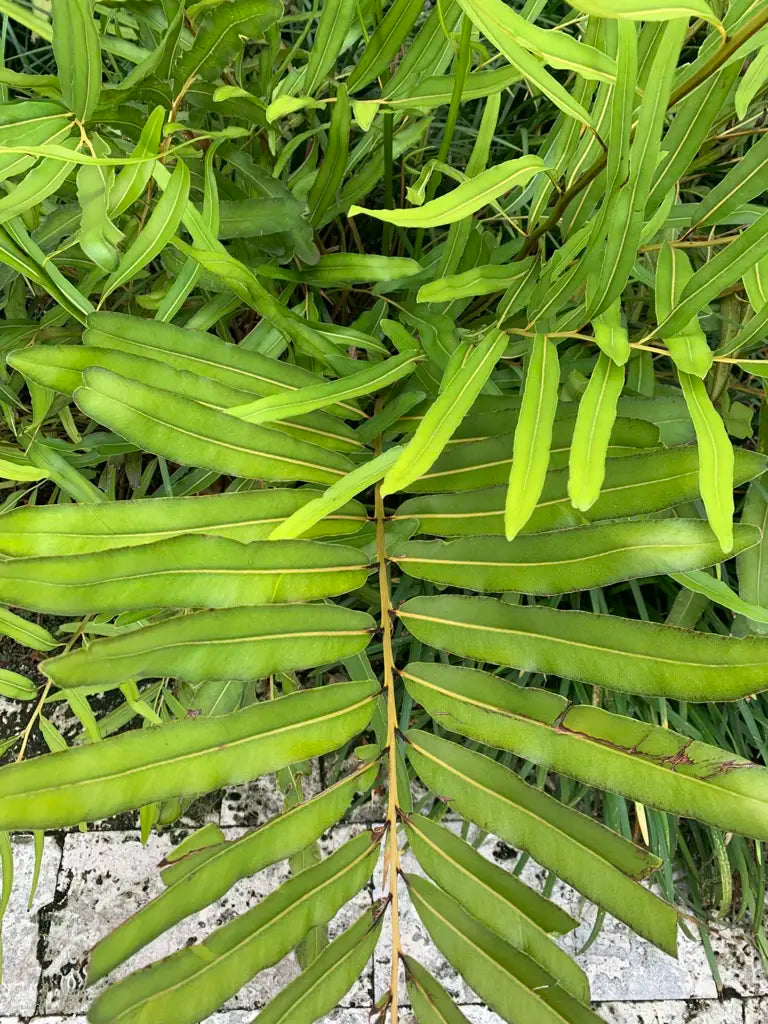 Mangrove Fern (Acrostichum speciosum)