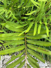 Mangrove Fern (Acrostichum speciosum)