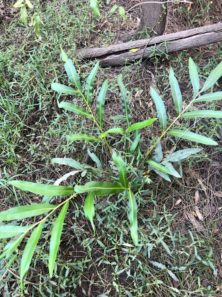 Mangrove Fern (Acrostichum speciosum)