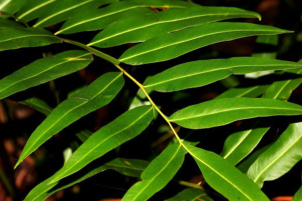 Mangrove Fern (Acrostichum speciosum)