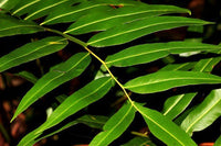 Mangrove Fern (Acrostichum speciosum) - Ladybird Nursery