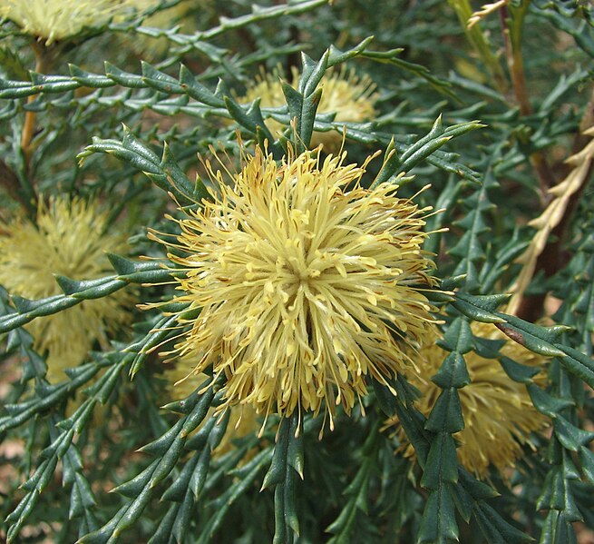 Many-headed Dryandra (Banksia polycephala)