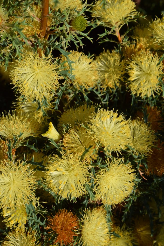 Many-headed Dryandra (Banksia polycephala)