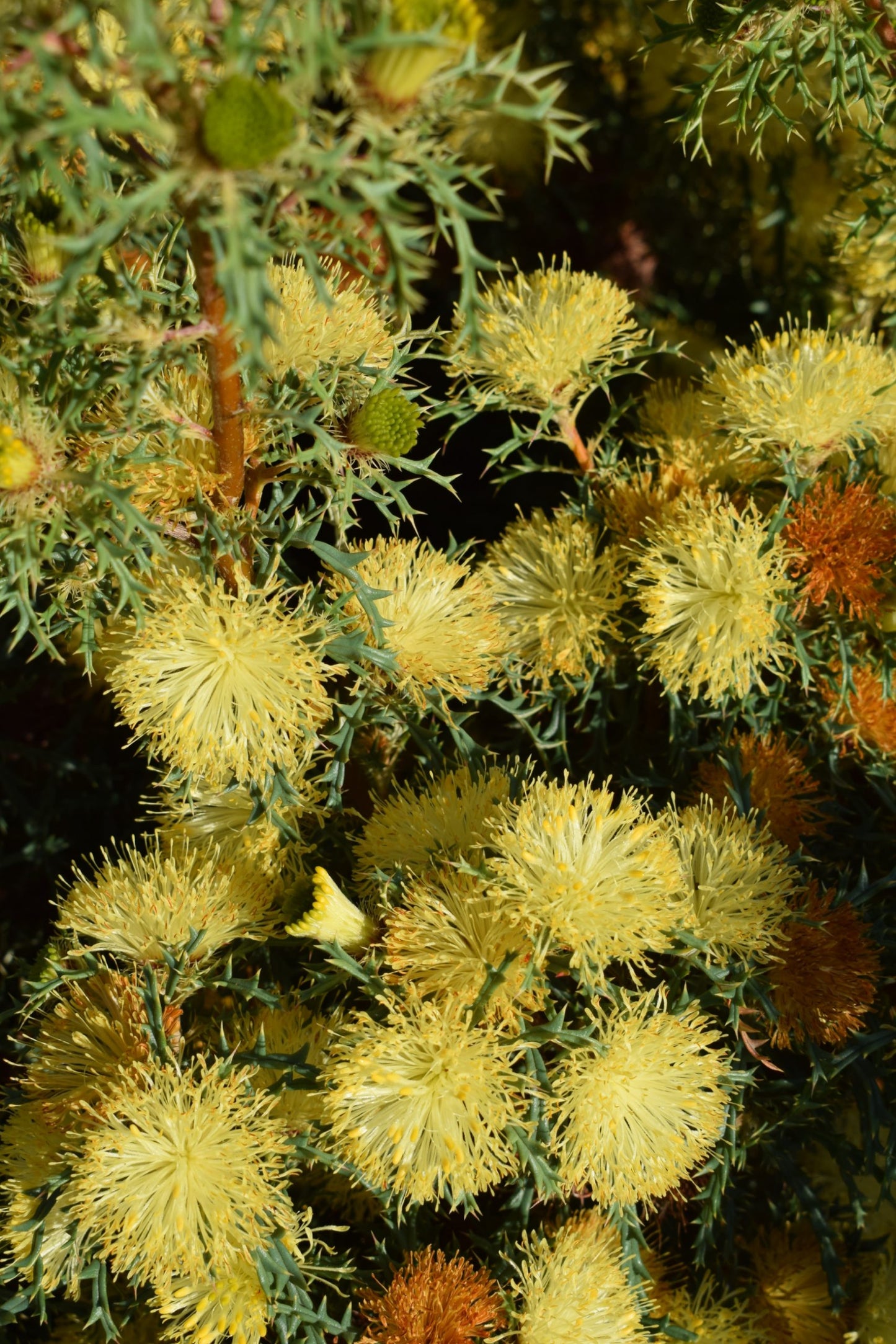 Many-headed Dryandra (Banksia polycephala)