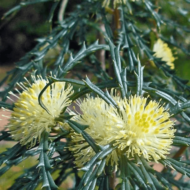 Many - headed Dryandra (Banksia polycephala) - Ladybird Nursery