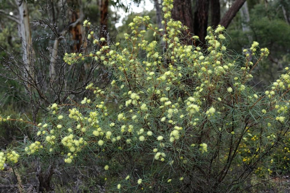 Many - headed Dryandra (Banksia polycephala) - Ladybird Nursery