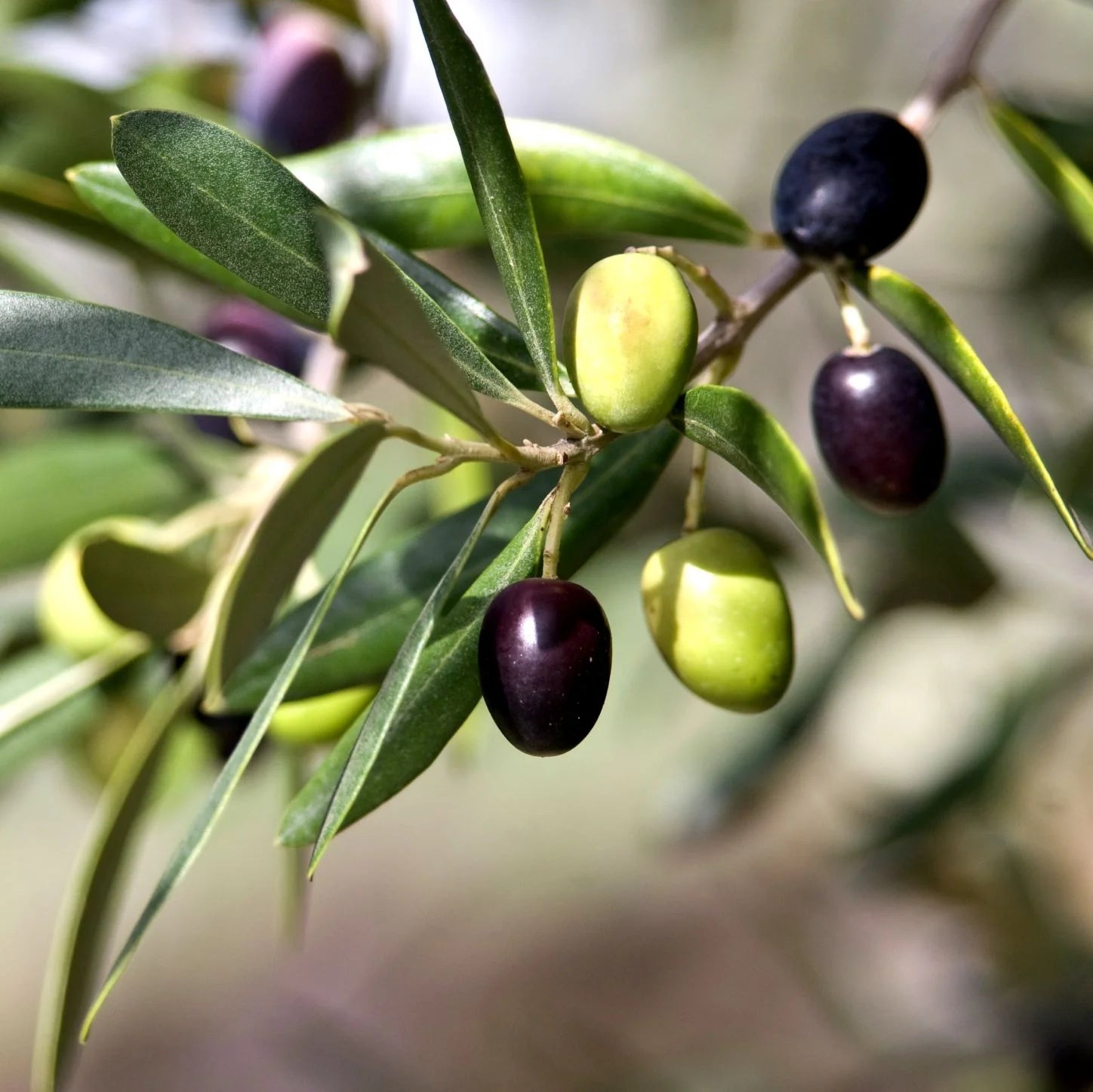 Olive ‘Manzanillo’ (Olea europaea) 45Lt - Pickup Only - Ladybird Nursery