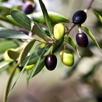 Olive ‘Manzanillo’ (Olea europaea) 45Lt - Pickup Only - Ladybird Nursery