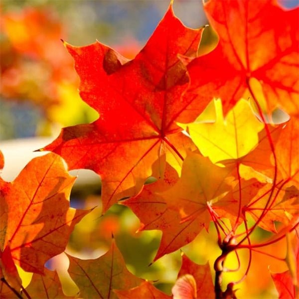 Red Maple Autumn (Acer rubrum) - Ladybird Nursery
