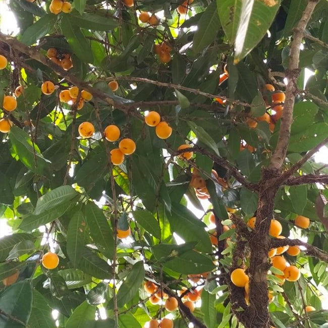 Maprang Plum Mango