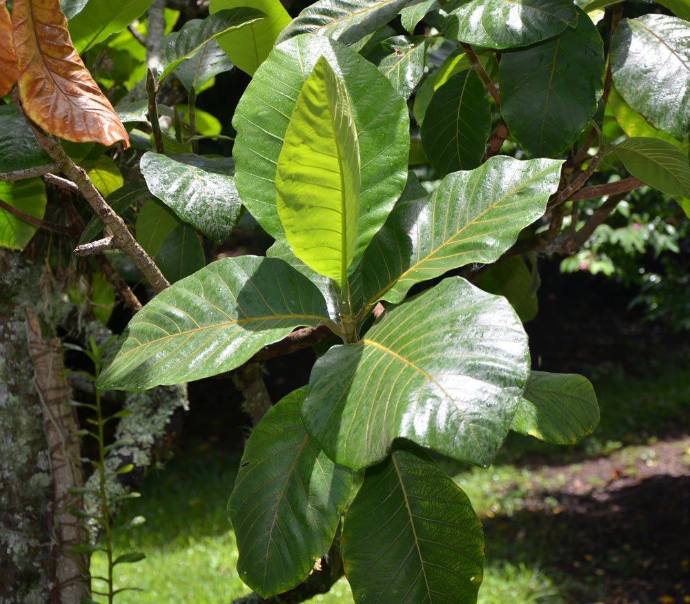Marang - Ladybird Nursery