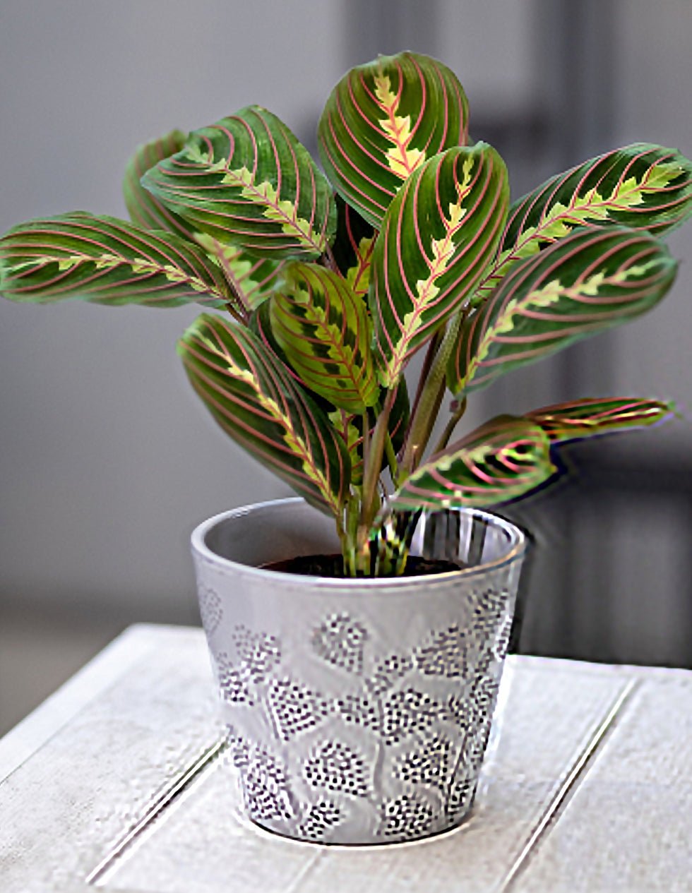 Prayer Plant (Maranta leuconeura) - Ladybird Nursery