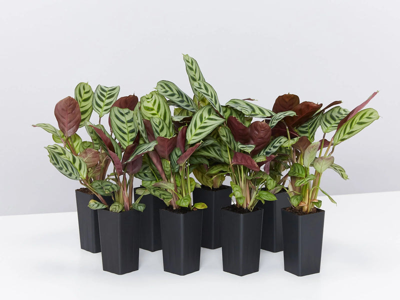 Prayer Plant Burle Marx (Maranta amabilis)