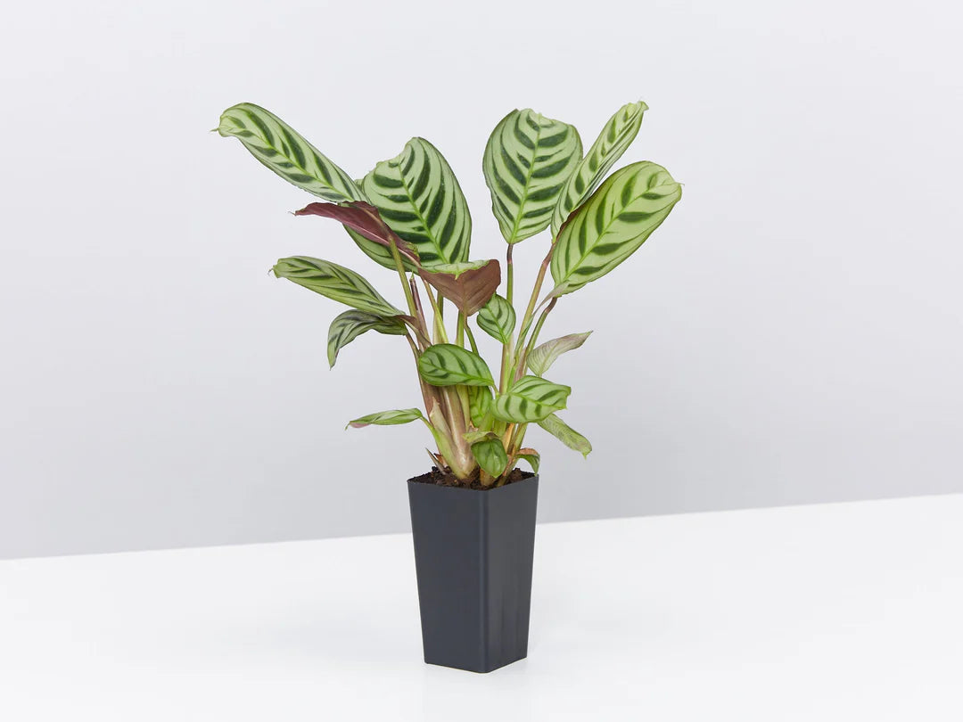 Prayer Plant Burle Marx (Maranta amabilis)