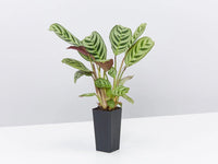 Prayer Plant Burle Marx (Maranta amabilis) - Ladybird Nursery
