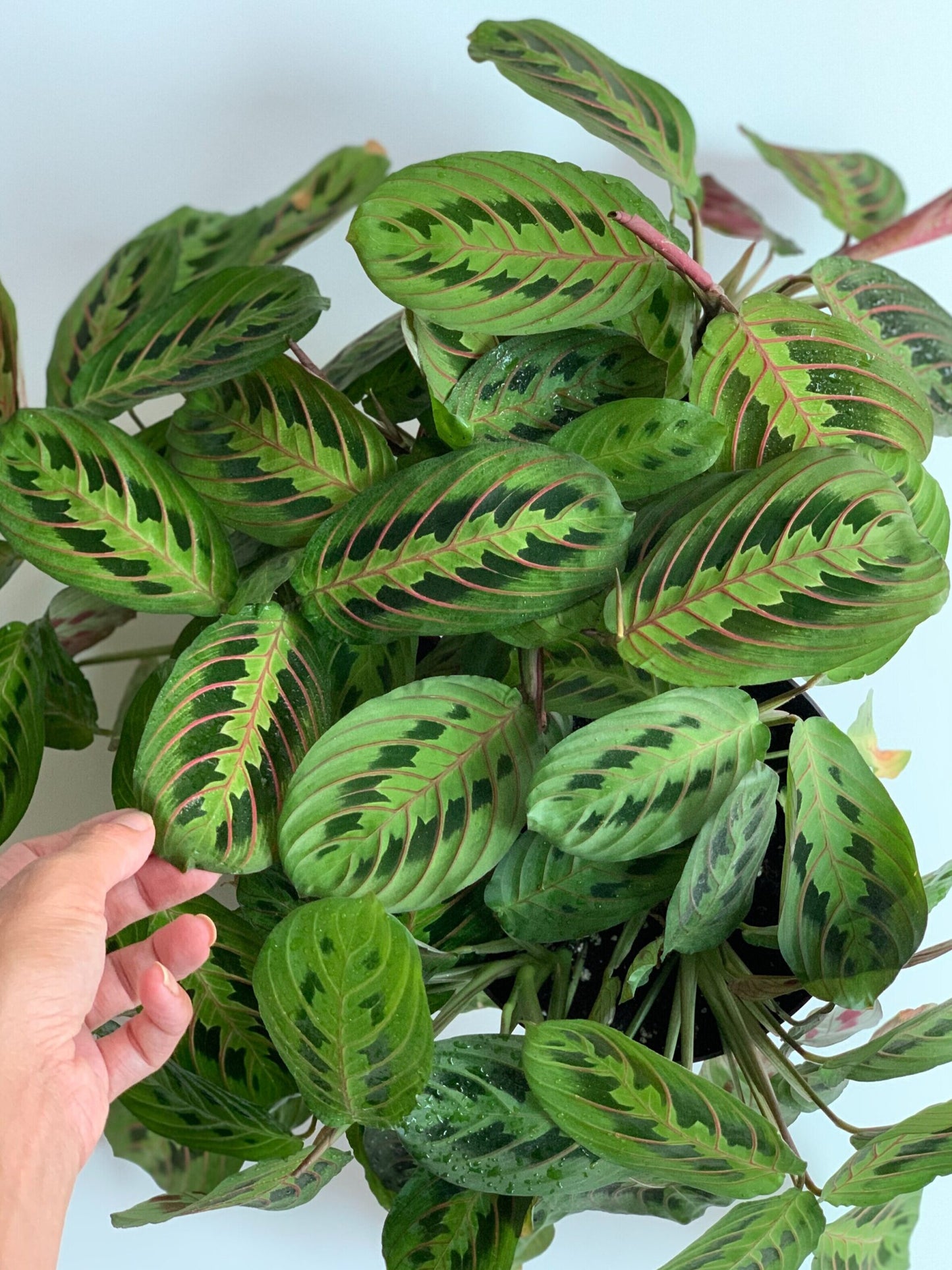 Prayer Plant (Maranta leuconeura)