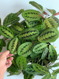 Prayer Plant (Maranta leuconeura)