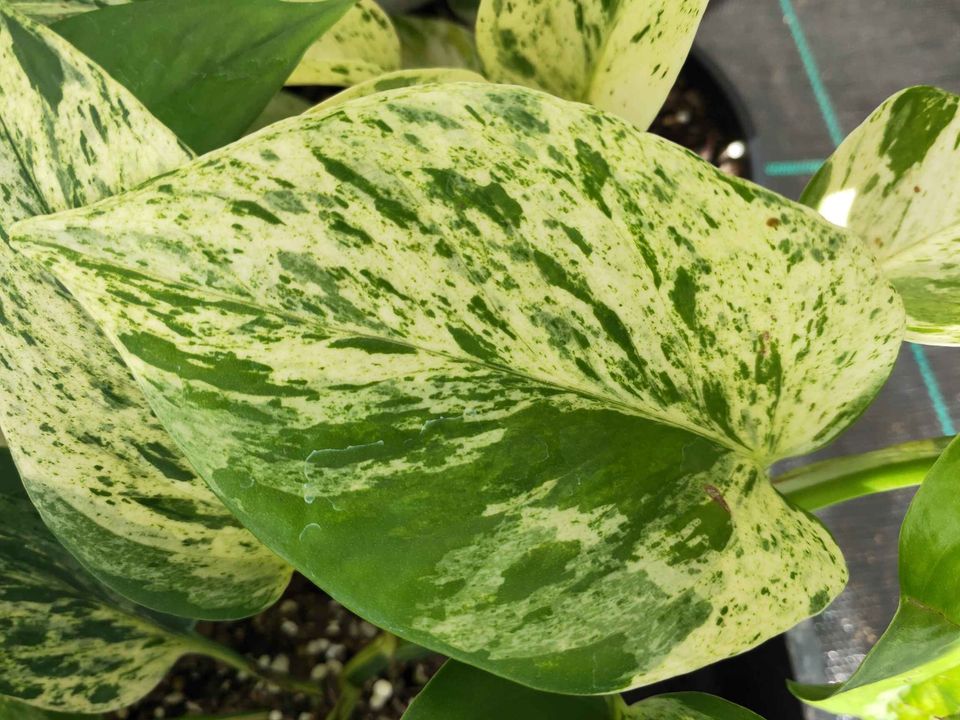 Pothos 'Marble Queen' - Ladybird Nursery