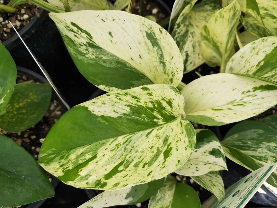 Pothos 'Marble Queen' - Ladybird Nursery