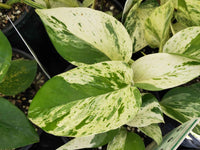 Pothos 'Marble Queen'