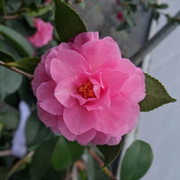 Sasanqua Camellia Marge Miller (Camellia sasanqua) - Ladybird Nursery