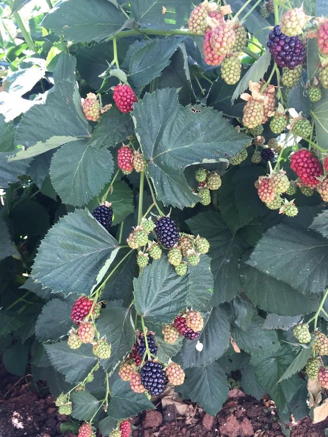Marionberry fruit tree - Ladybird Nursery