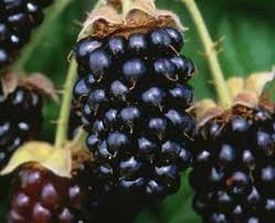 Marionberry fruit tree