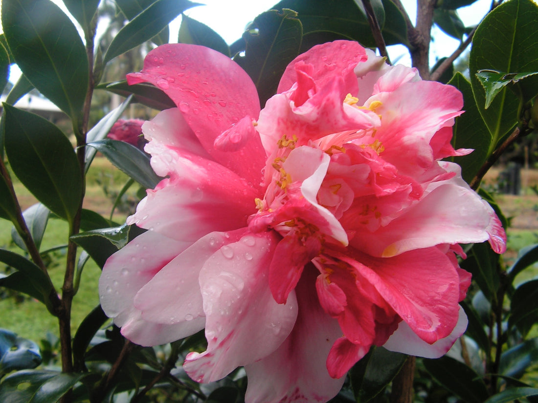 Camellia Mark Alan Variegated (Camellia japonica) - Ladybird Nursery