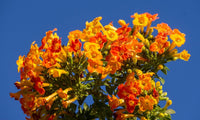 Marmalade Bush (Streptosolen jamesonii) - Ladybird Nursery