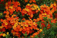 Marmalade Bush (Streptosolen jamesonii) - Ladybird Nursery