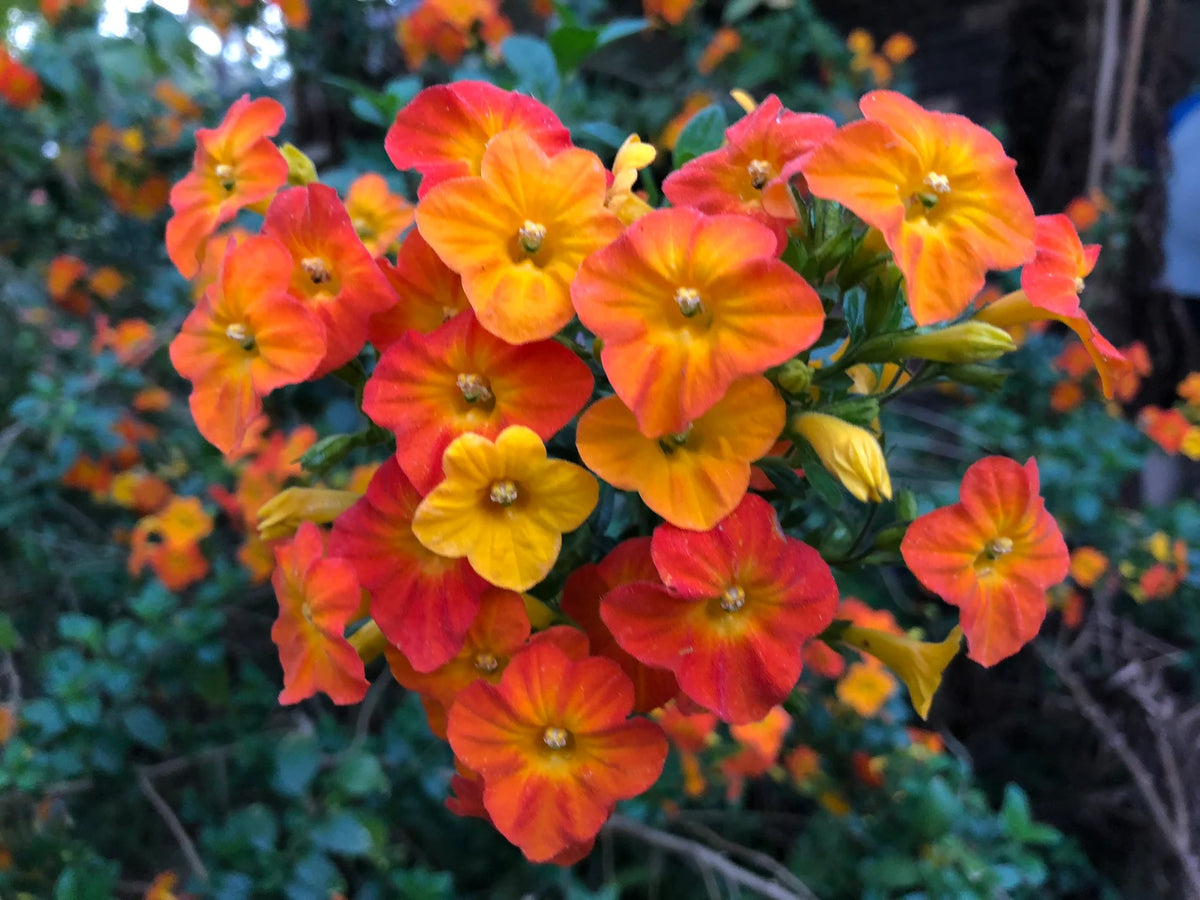 Marmalade Bush (Streptosolen jamesonii) - Ladybird Nursery