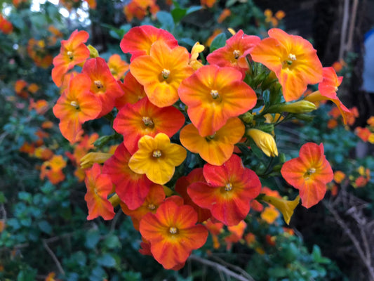 Marmalade Bush (Streptosolen jamesonii) - Ladybird Nursery