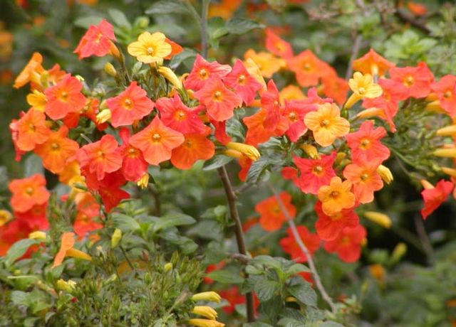 Marmalade Bush (Streptosolen jamesonii)