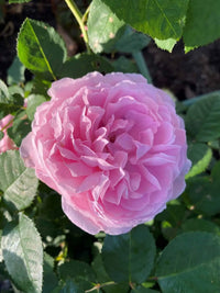 Rose Mary 3 ft Standards (Rosa) - Ladybird Nursery