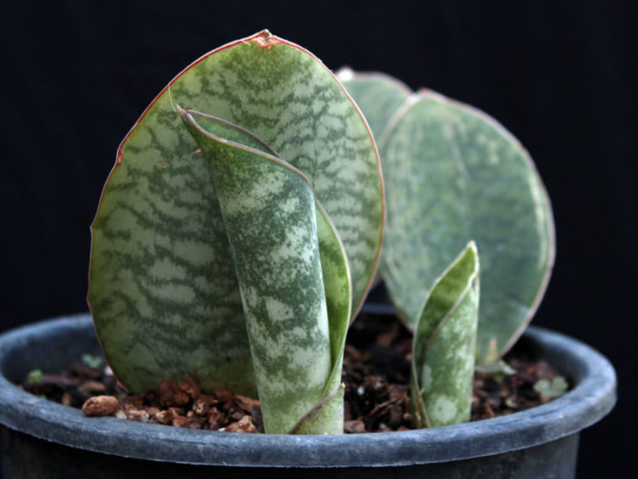 Mason's Congo (Sansevieria masoniana)