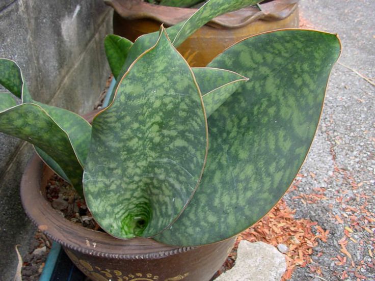 Mason's Congo (Sansevieria masoniana)
