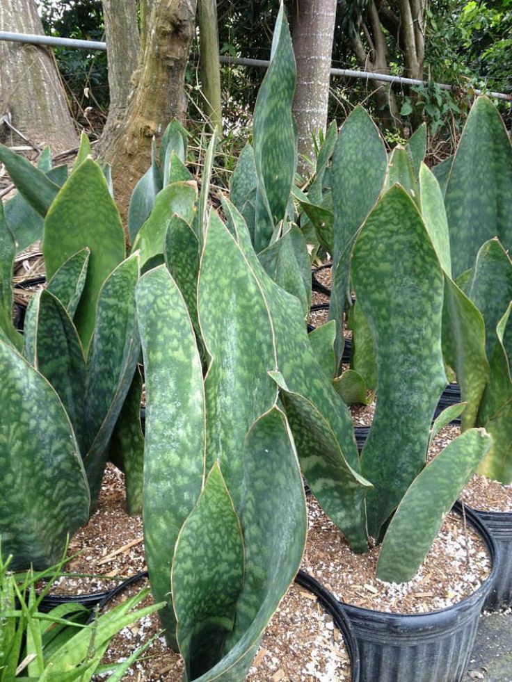 Mason's Congo (Sansevieria masoniana)