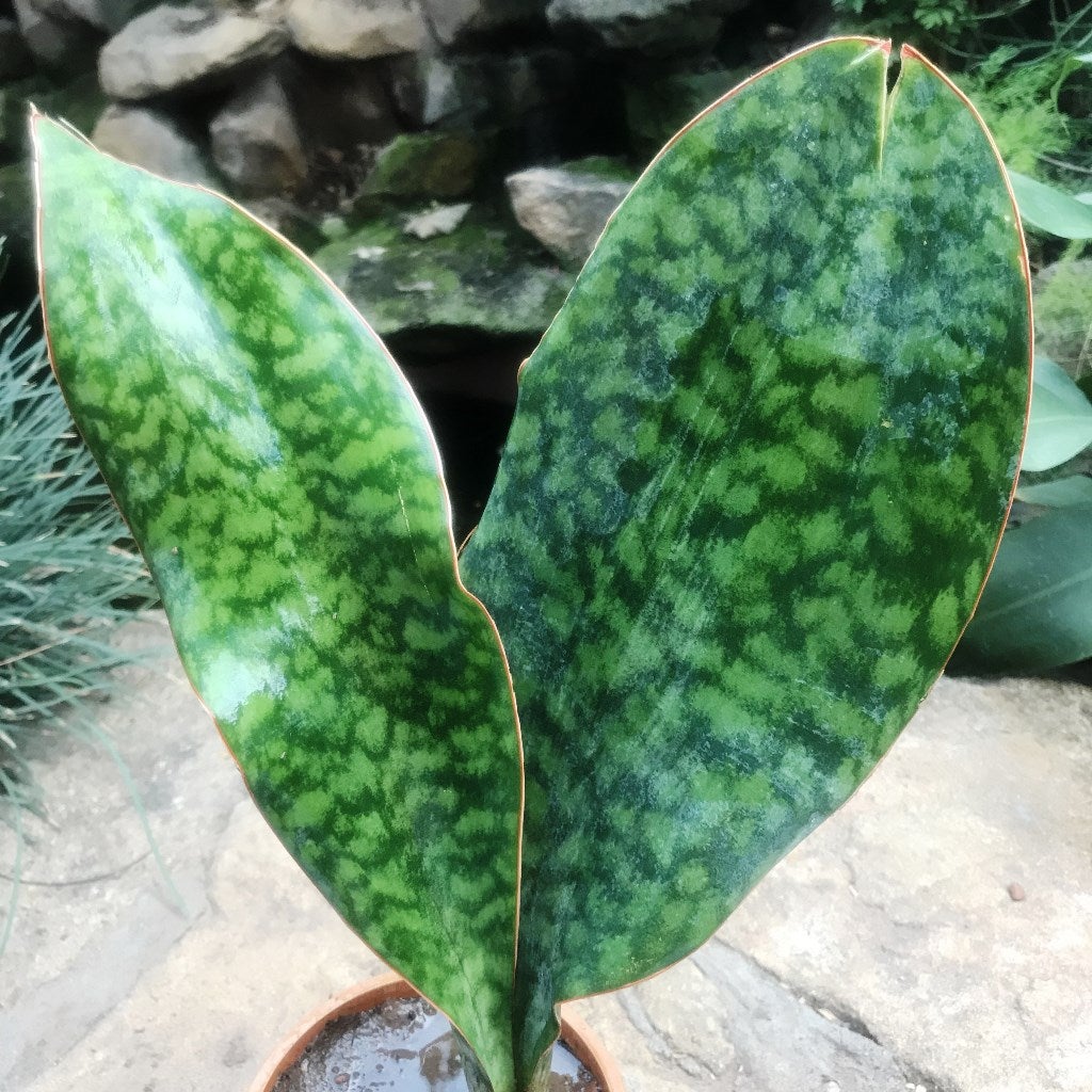 Mason's Congo (Sansevieria masoniana)