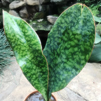 Mason's Congo (Sansevieria masoniana)