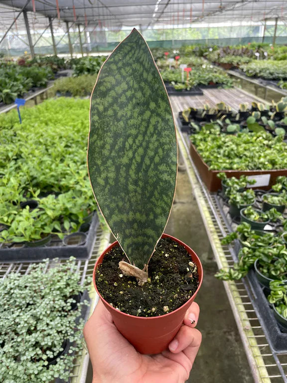 Mason's Congo (Sansevieria masoniana)