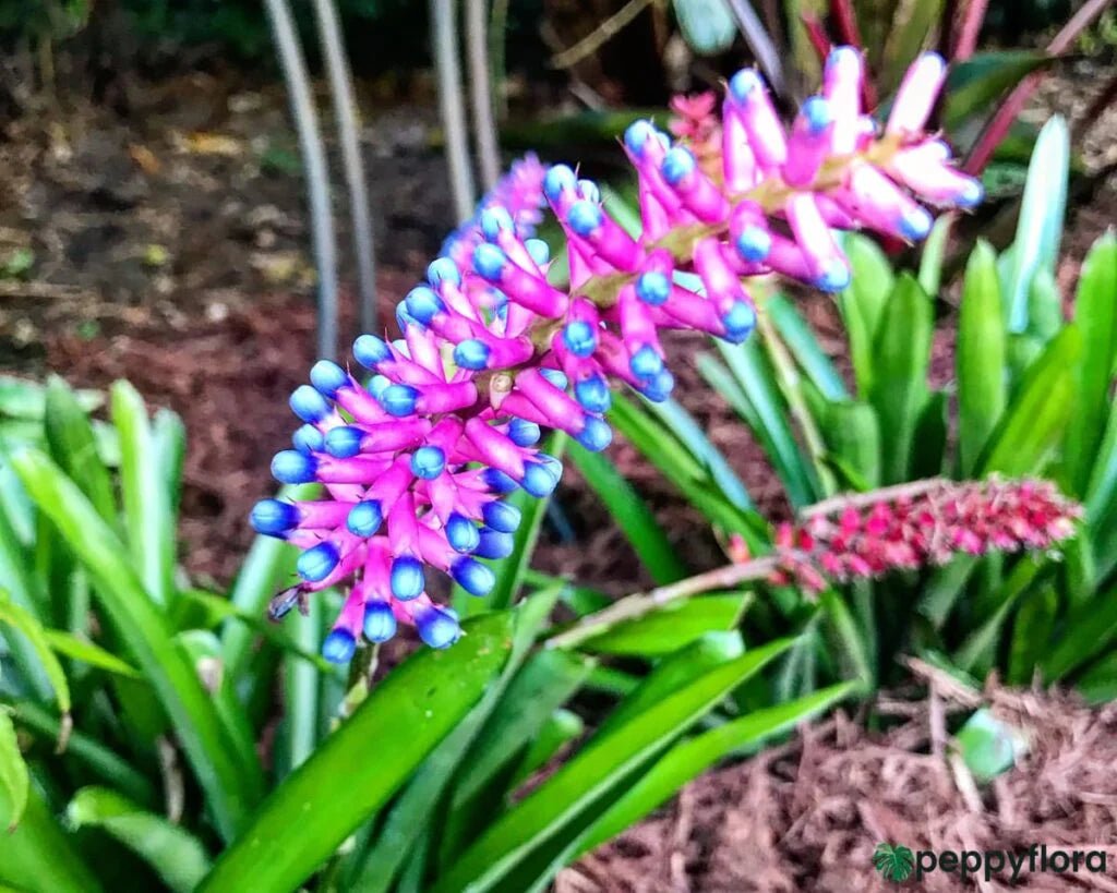 Bromeliad Matchstick (Aechmea gamosepala) - Ladybird Nursery