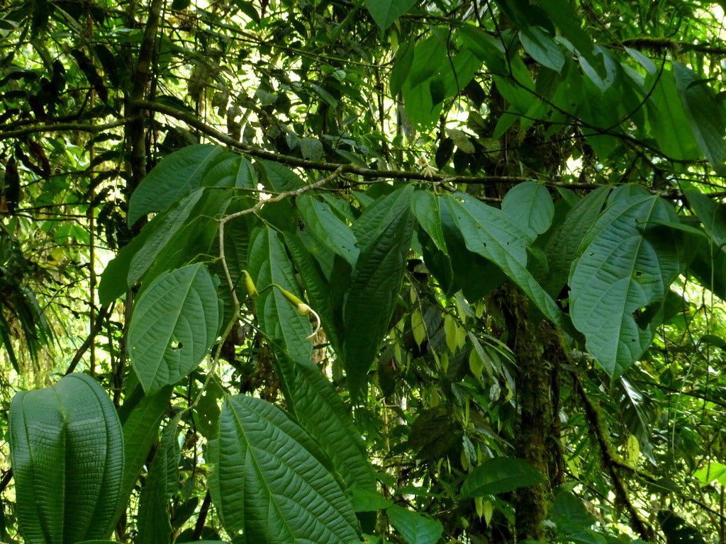 Matisia - Ladybird Nursery