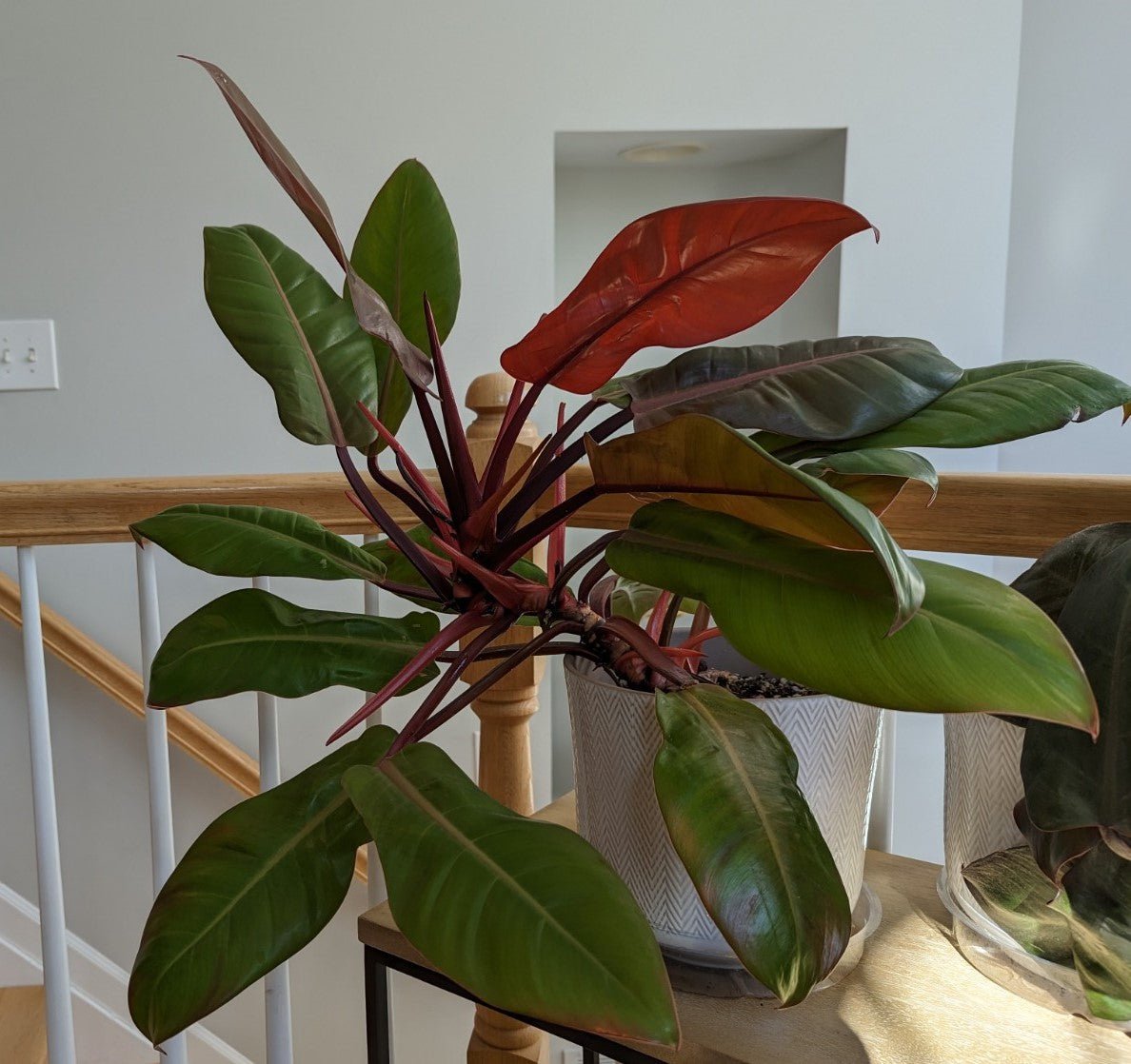 Prince of Orange (Philodendron) - Ladybird Nursery