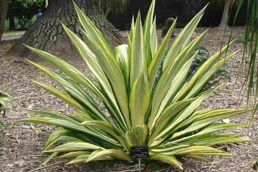 Mauritius Hemp variegata (Furcraea foetida)