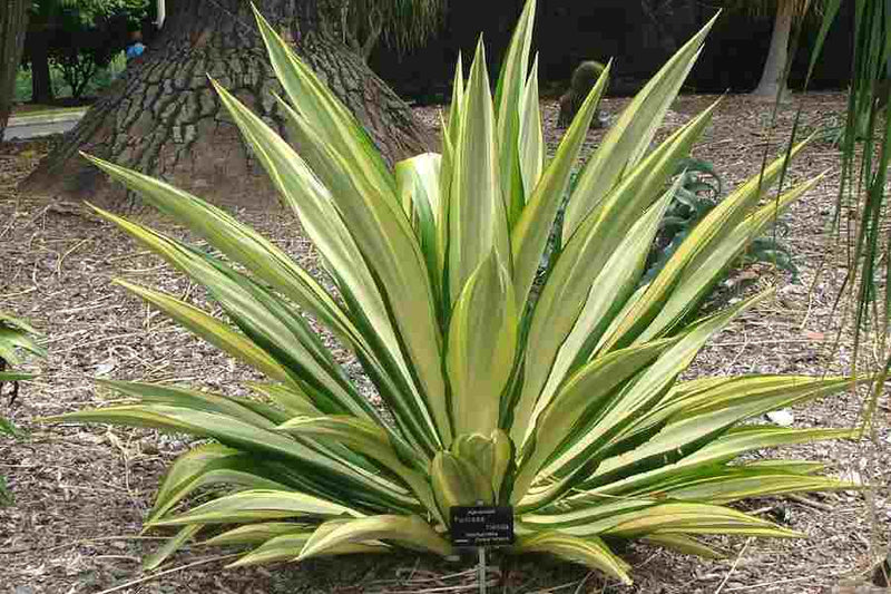Mauritius Hemp variegata (Furcraea foetida)